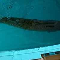 あつ森から学ぶ生物の話 もう私 スズキ を釣って肩を落とせません が またお前か 緑木リョク Note