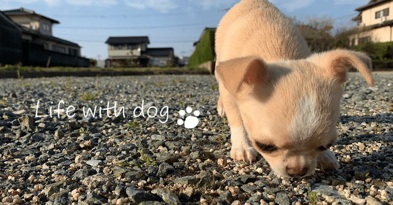 今日も遊び相手は可愛いこのこ