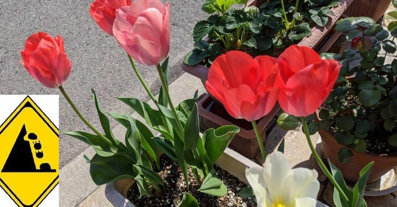 球根 の新着タグ記事一覧 Note つくる つながる とどける