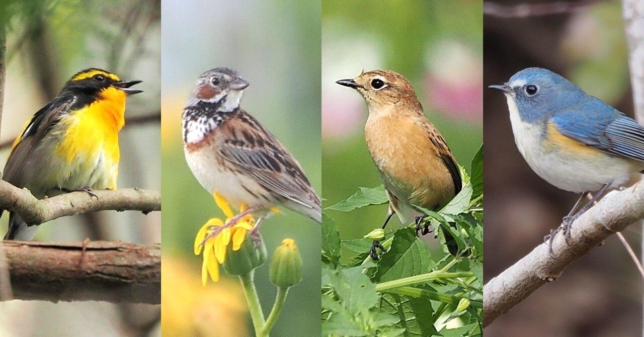 日本の野鳥 歌声100選 日本の野鳥歌声100選 Melody of Birds 野鳥のさえずり CD