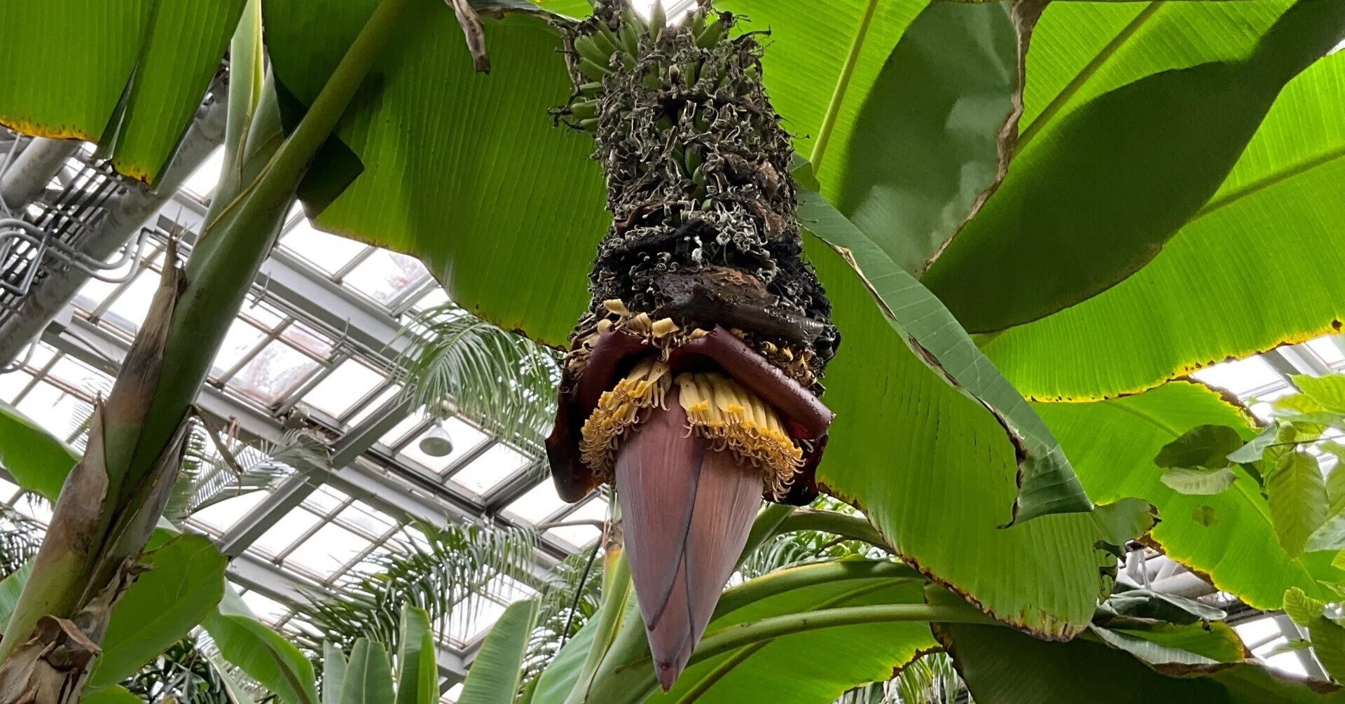 センナリバナナ（京都府立植物園）：2025年12月1日（月）｜藤井秀昭