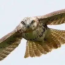 鳥類学 [Ornithology] フランク・B・ギル｜趣味鳥