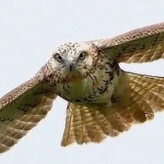 趣味鳥