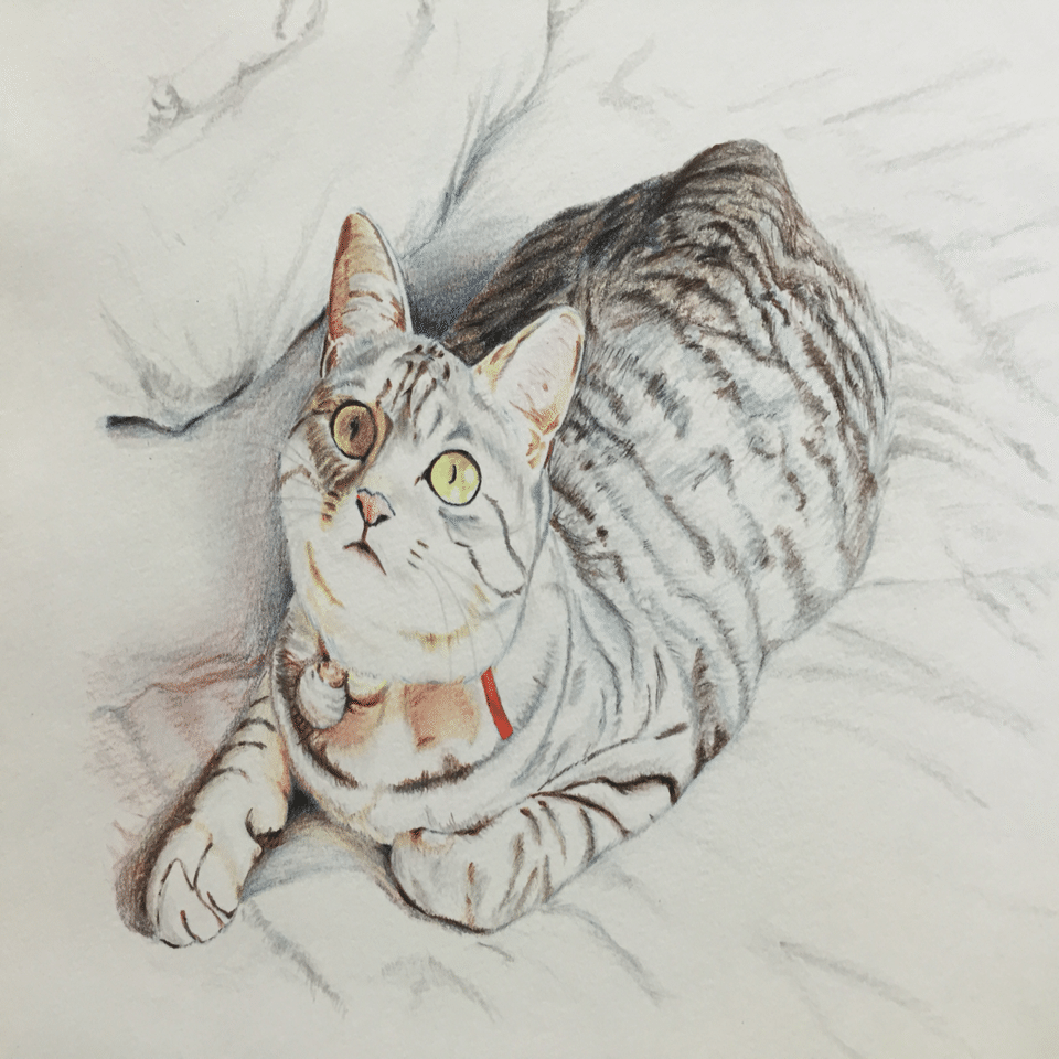 昔描いた色鉛筆画｜構造体N