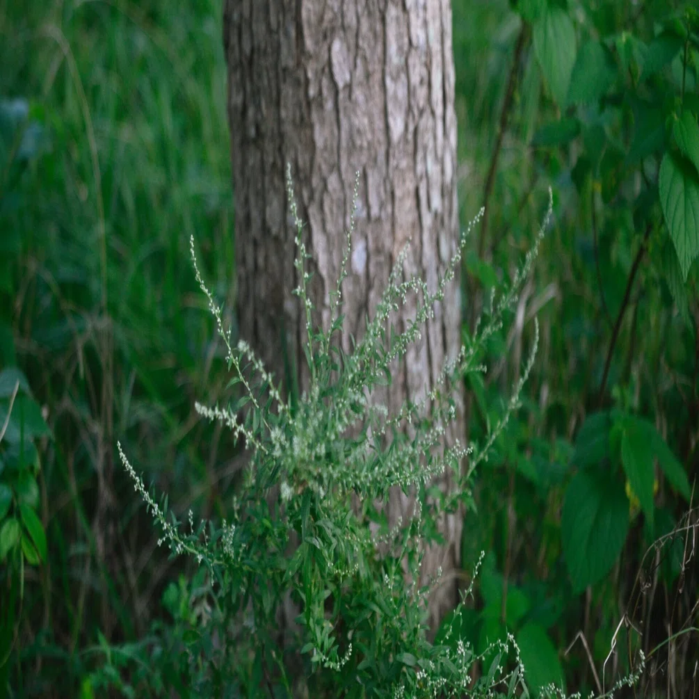 57.INDUSTAR-61 53mm/F2.8のススメ(第二版)｜山口 晶