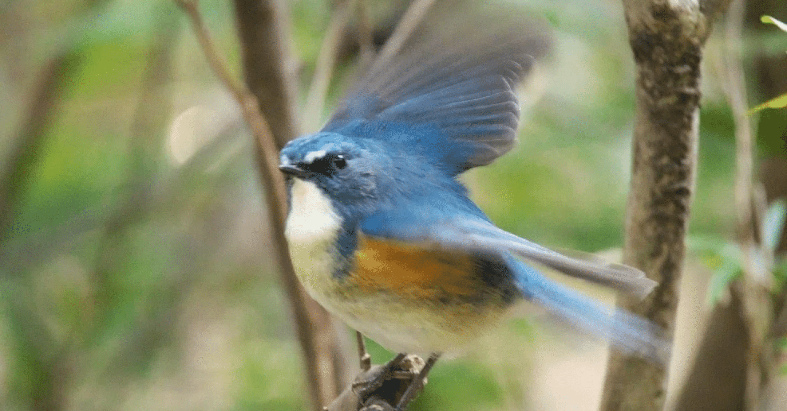 あおいことり｜ペンギンさんの絵本紹介