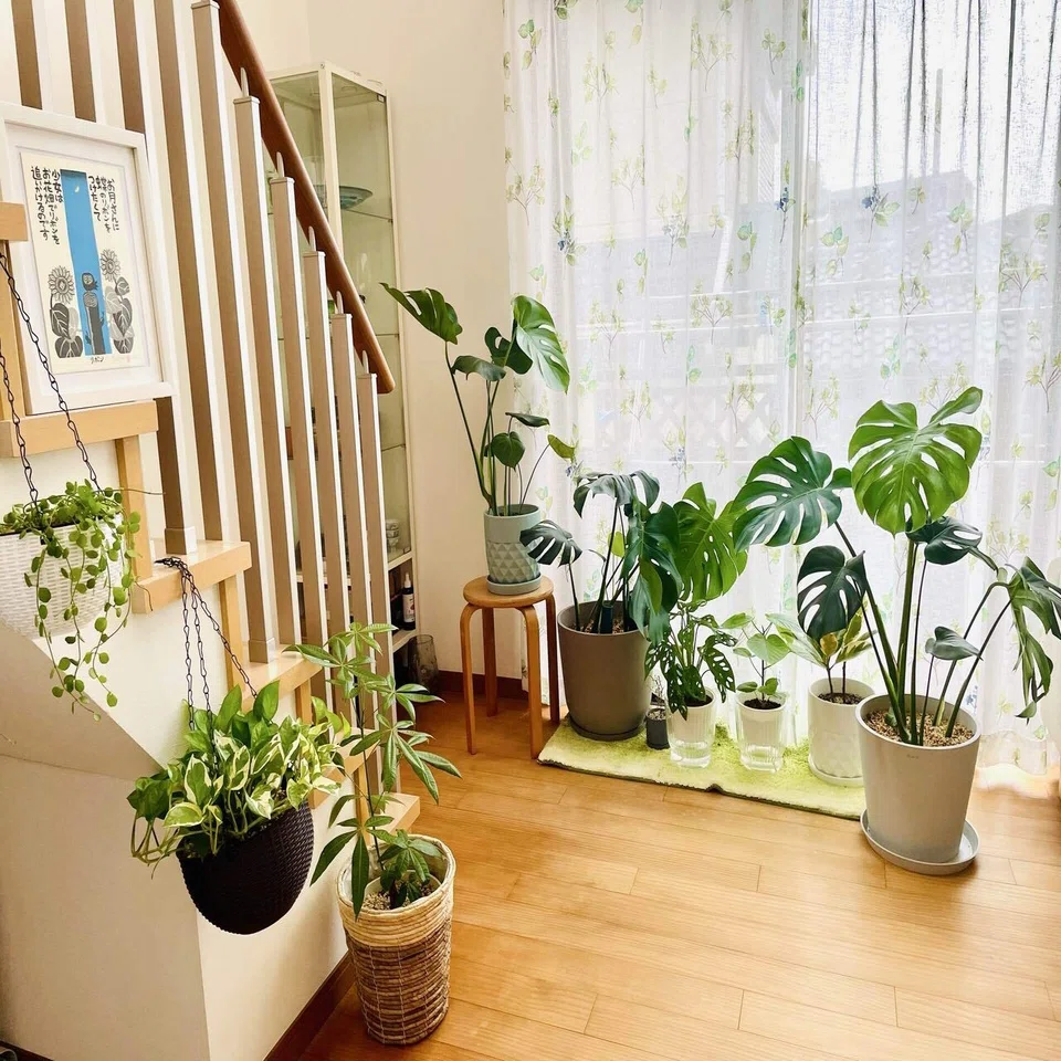 ハマった観葉植物の、その後の話｜Kaori