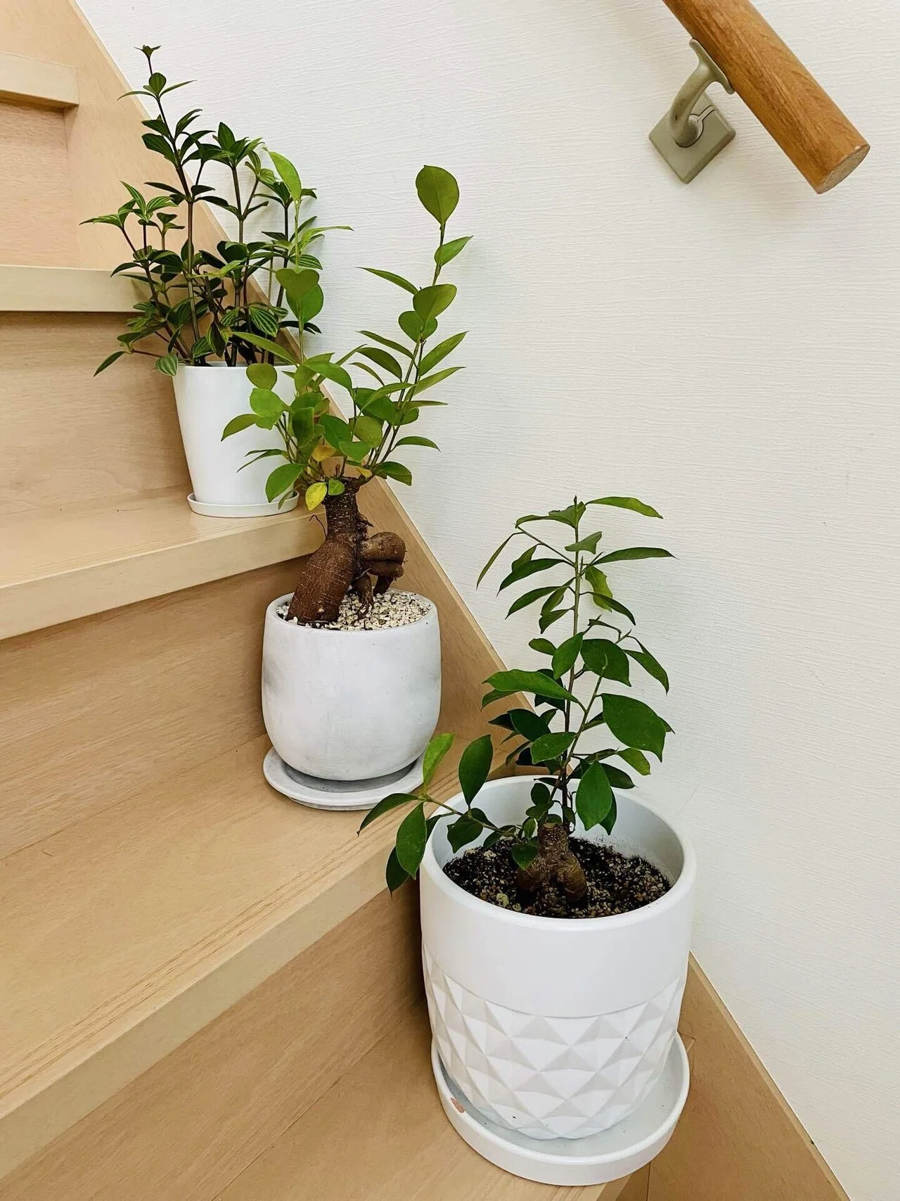 ハマった観葉植物の、その後の話｜Kaori
