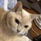 小鳥遊とも