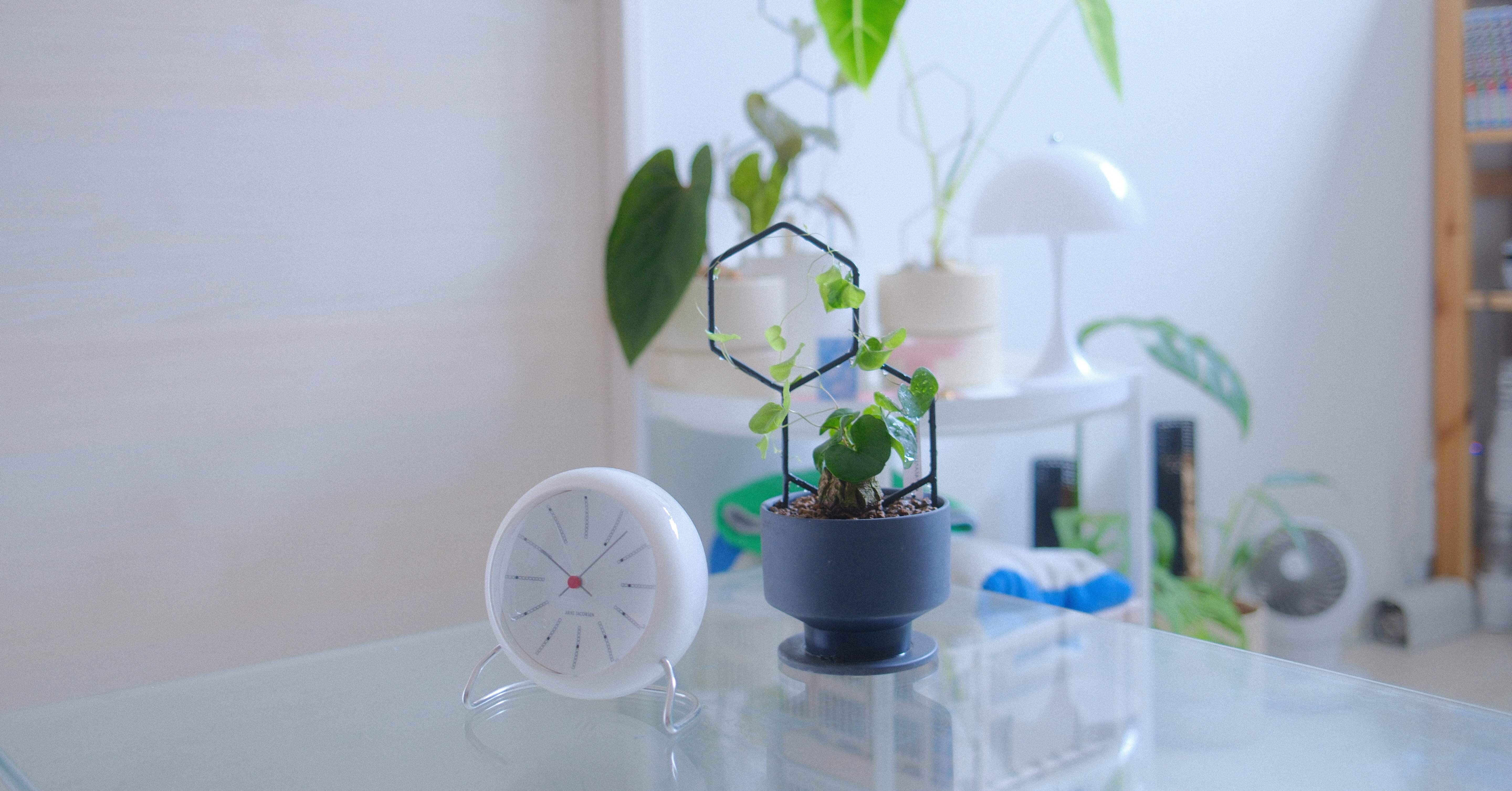 亀甲竜などの観葉植物を“支柱”で魅せる。センスのある部屋をつくるコツ