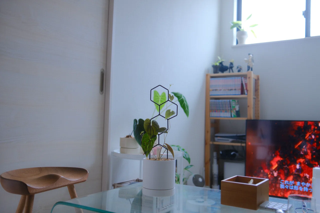亀甲竜などの観葉植物を“支柱”で魅せる。センスのある部屋をつくるコツ