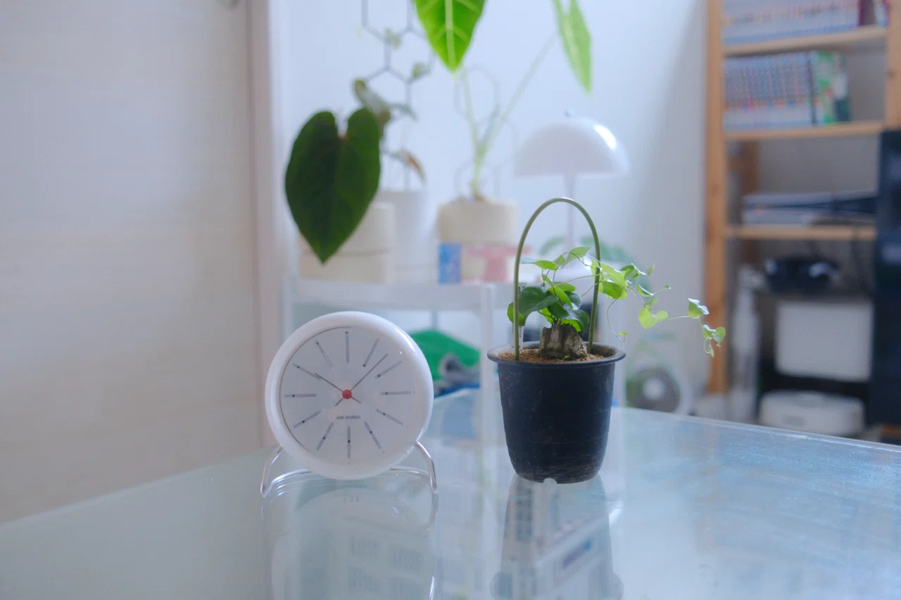 亀甲竜などの観葉植物を“支柱”で魅せる。センスのある部屋をつくるコツ