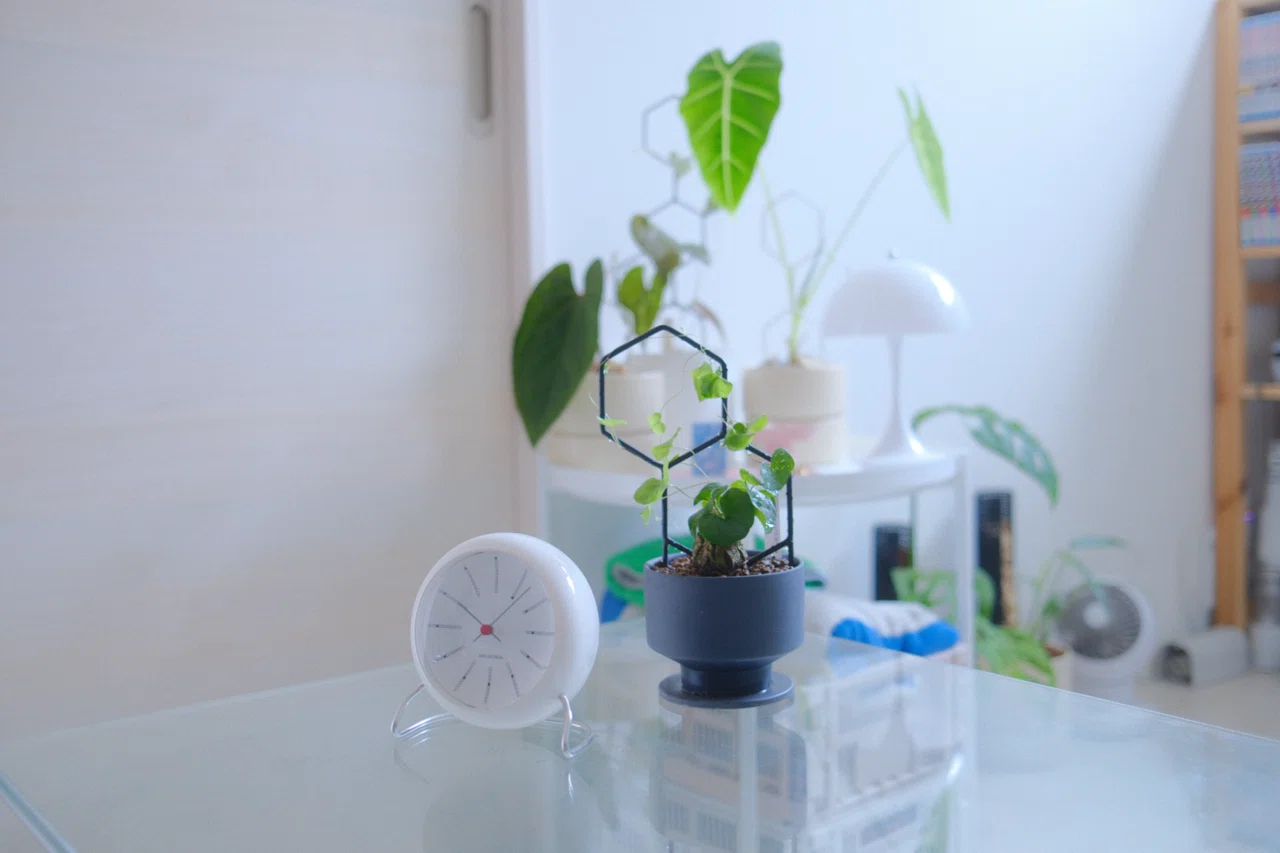 亀甲竜 専用 亀甲竜などの観葉植物を“支柱”で魅せる。センスのある部屋をつくるコツ