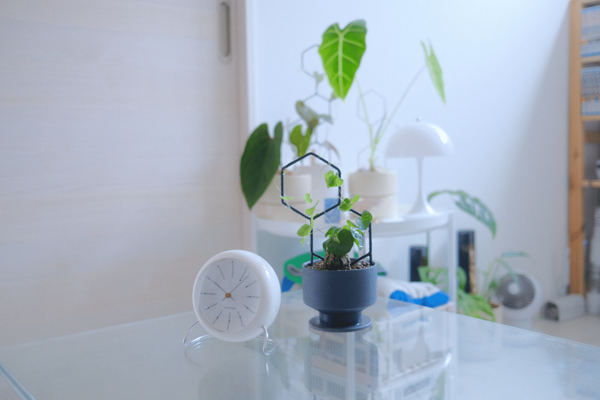 亀甲竜などの観葉植物を“支柱”で魅せる。センスのある部屋をつくるコツ