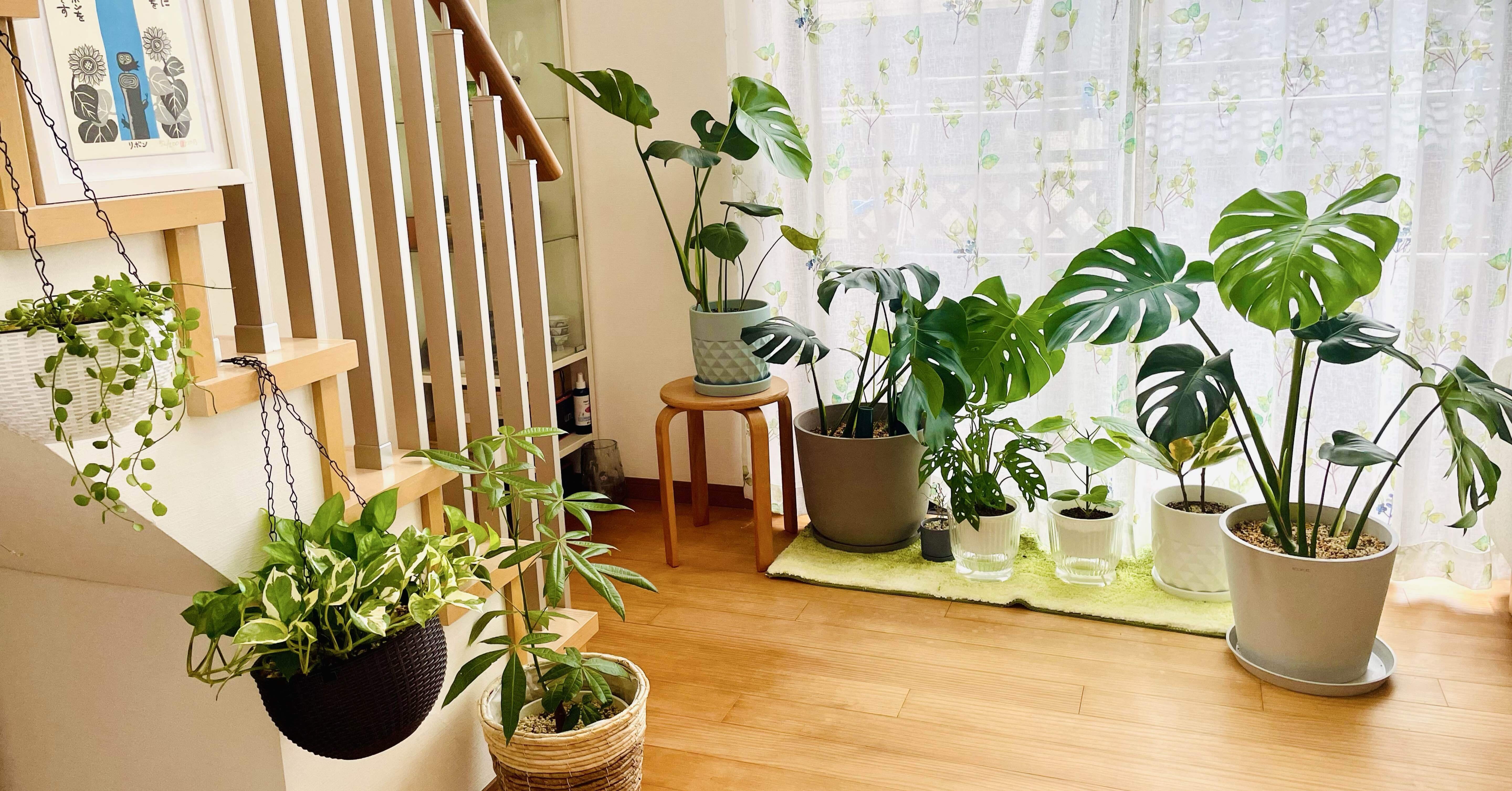 ハマった観葉植物の、その後の話｜Kaori