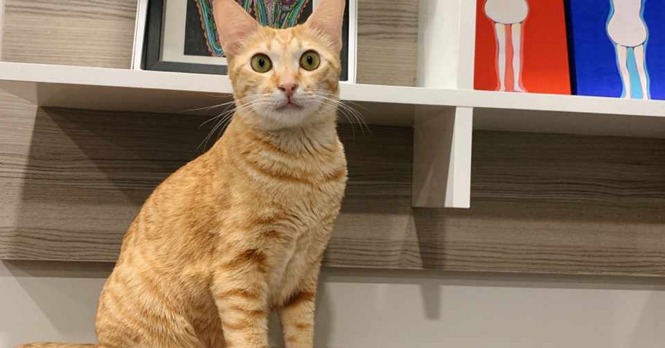 ベトナムで猫を飛行機に乗せるの巻 Hanoi Dj Eri Note