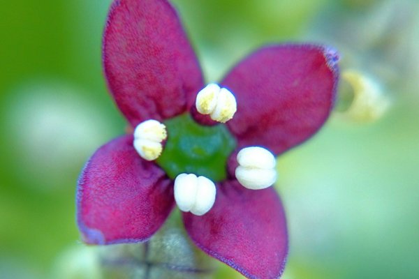 花言葉変わらぬ愛 の新着タグ記事一覧 Note つくる つながる とどける 花言葉変わらぬ愛 の新着タグ記事一覧 Note つくる つながる とどける
