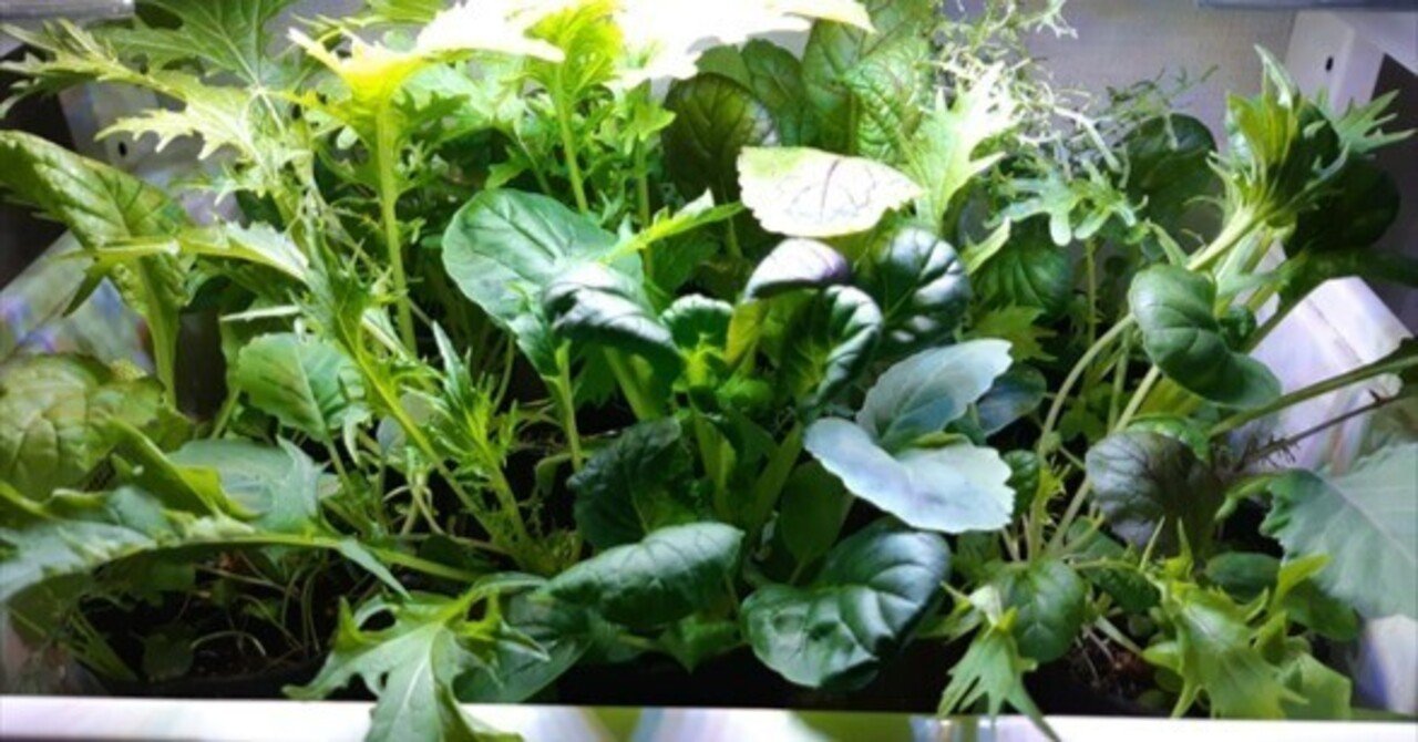 自宅に植物工場？LEDライトでベビーリーフ「菜っぱミックス」を育てて
