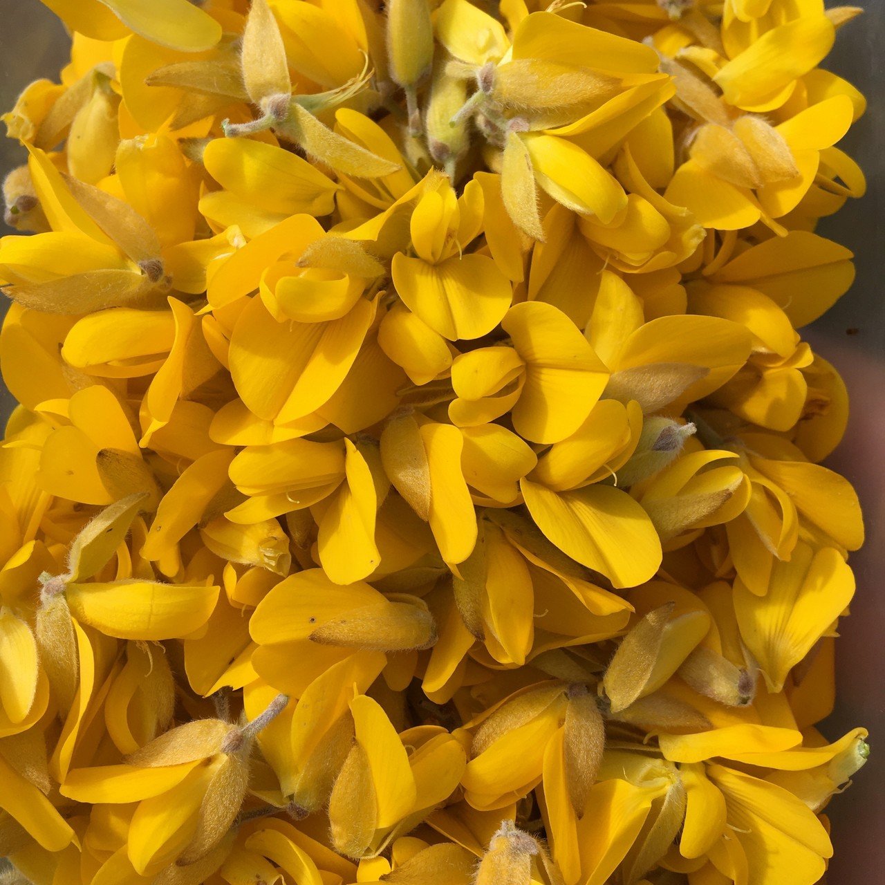 Quarantine Life ハリエニシダのコーディアルとドライジン Haruka Yazaki Note Quarantine Life ハリエニシダのコーディアルとドライジン Haruka Yazaki Note