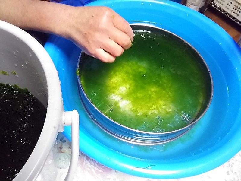 海ソウメンって知ってますか ポン酢やドレッシングをかけて食べると美味しい スー Note 海ソウメンって知ってますか ポン酢やドレッシングをかけて食べると美味しい スー Note