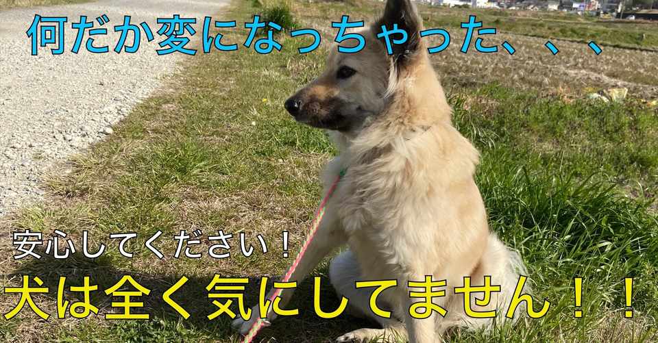 犬は見た目を気にしない ドッグライフサポーター 獅子パパ Note