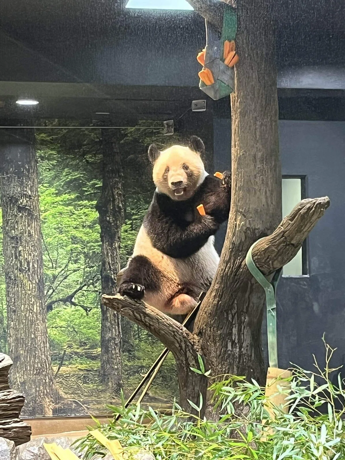 上野動物園と国立科学博物館｜子連れ攻略法｜あめこ