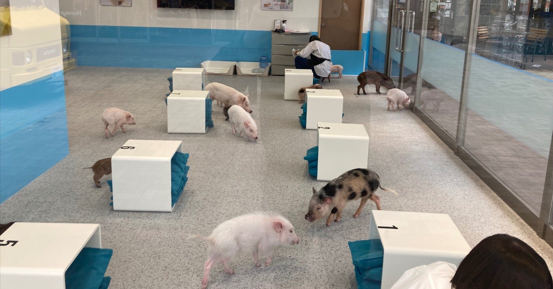 ビレッジにブタカフェがOPENしました！ ｜福田屋百貨店ブランディング