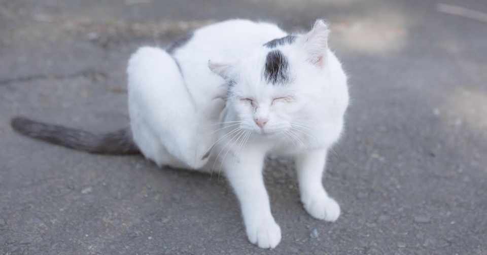 猫を虜にする またたび 知らないと怖い注意点とは