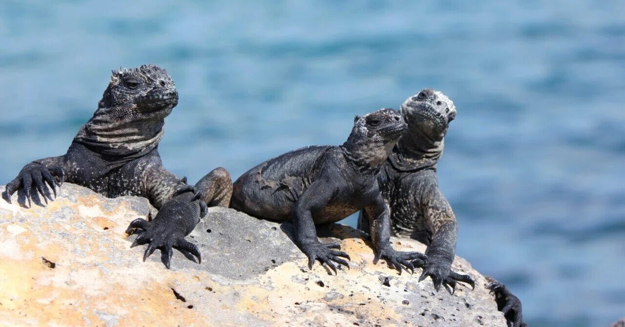 ガラパゴス諸島には、海を泳ぐイグアナがいるらしい。｜まにし