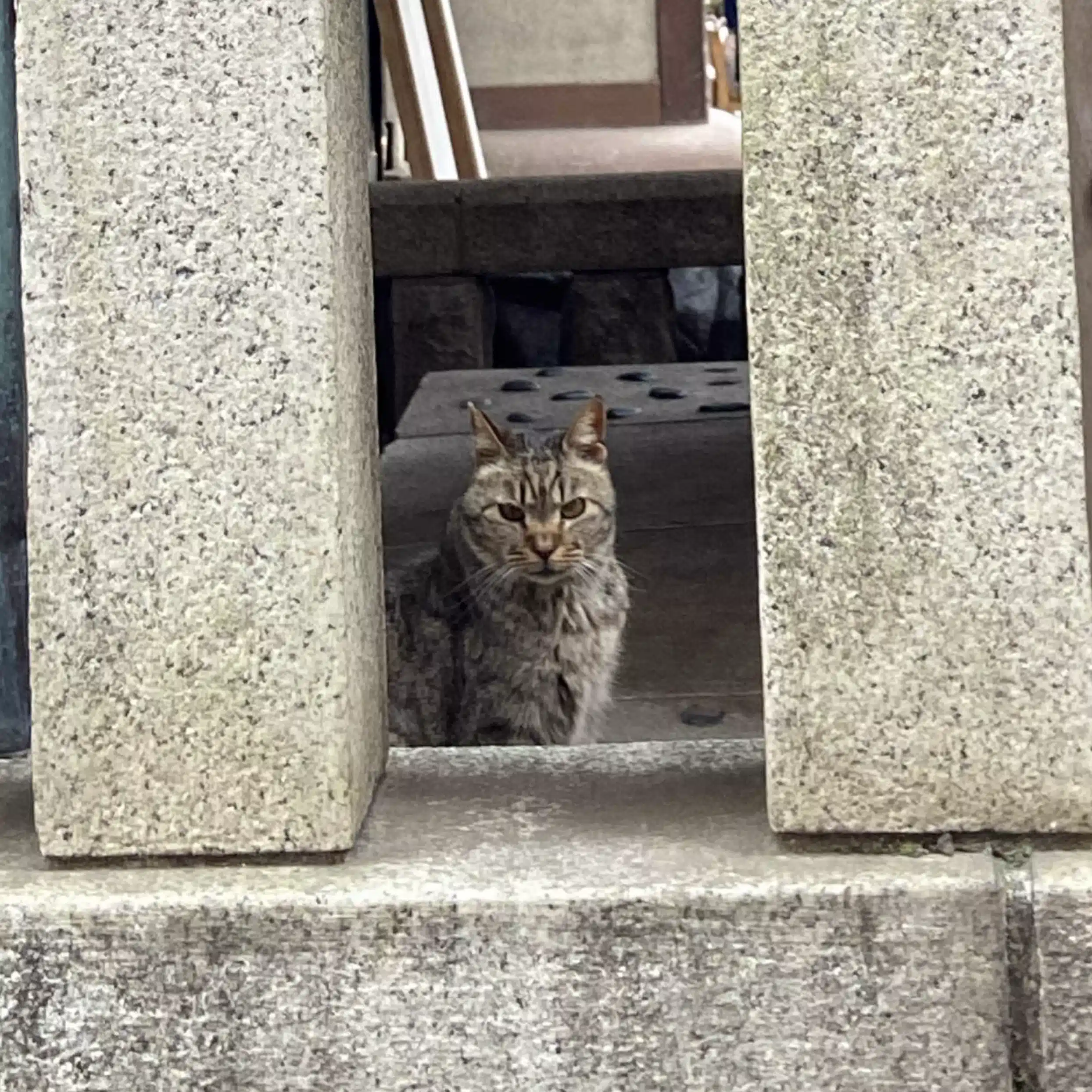 カピバライジメ大会