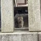 カピバライジメ大会