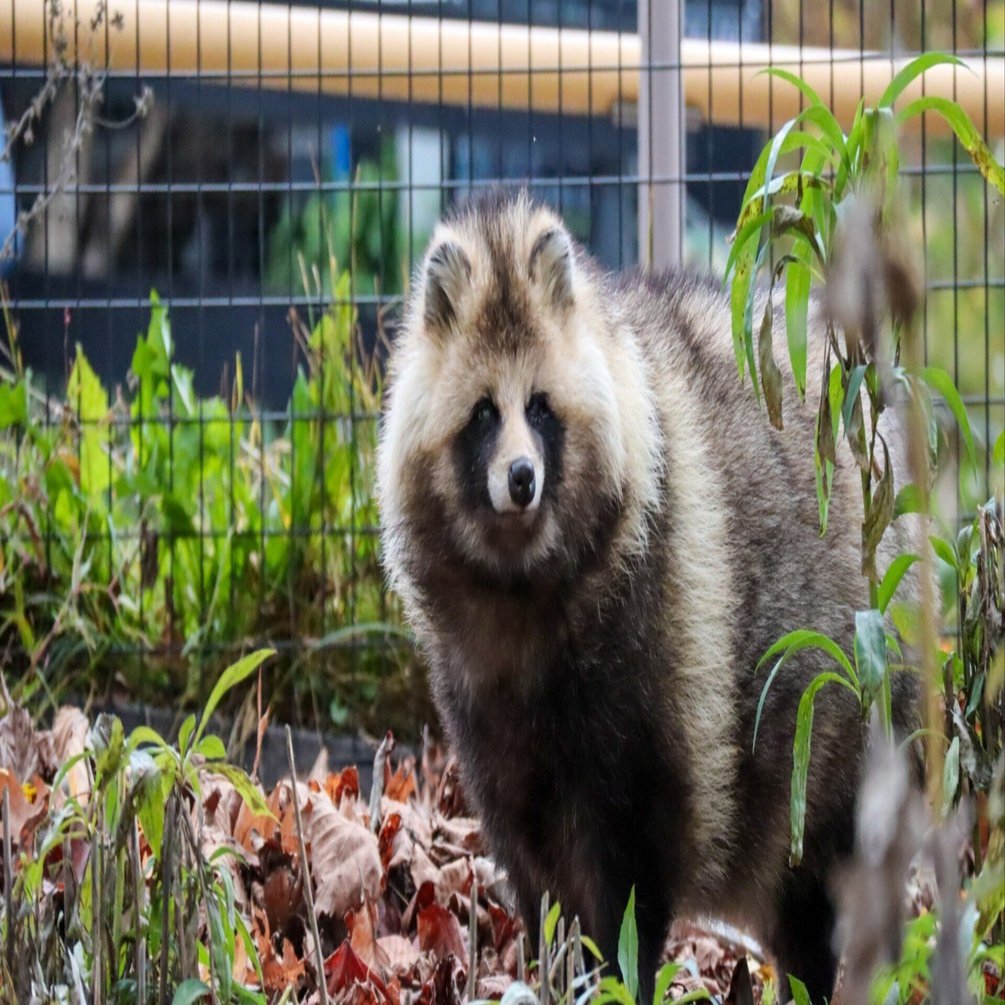 動物 xunbidaの動物撃退器はどうなの？口コミや特徴は？猫・犬・ネズミ・鳥