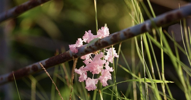 夏の終わりにサルスベリを撮り歩く