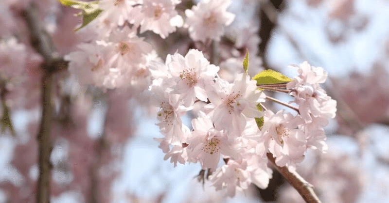 こんな時こそ娯楽というご自愛を みかん Note