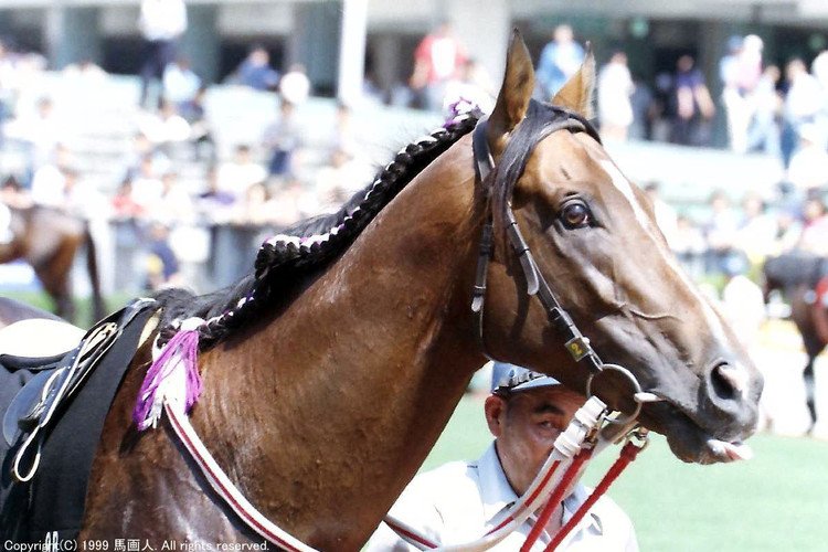 #エスパーダシチー #Espada_City #お洒落 #Thoroughbred #サラブレッド #馬 #競馬 #東京競馬場 #photo #写真 #タテガミ