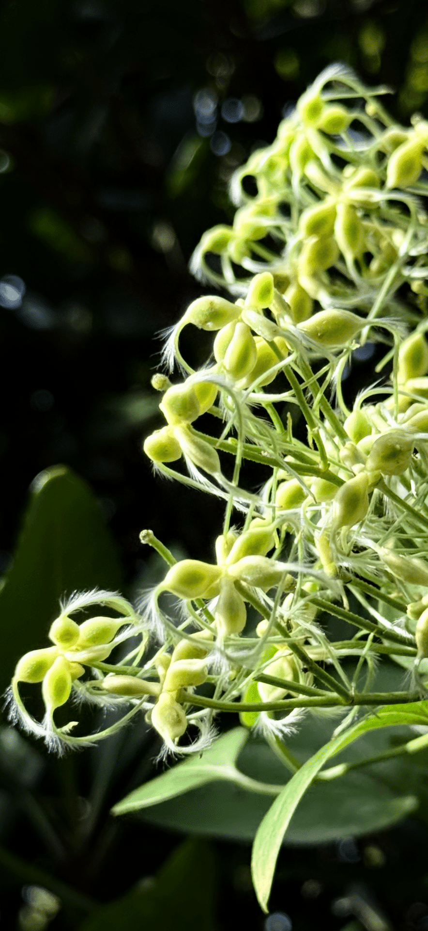 センニンソウ その名の由来が少しだけ分かった瞬間｜EGGSEED