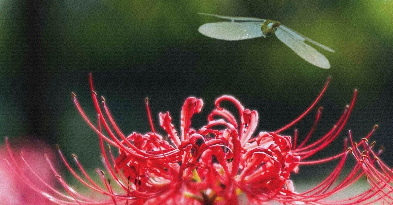 蓮の葉とトンボのリング - 自然の美しさをそのまま切り取った　R432 蓮の葉とトンボのリング - 自然の美しさをそのまま切り取った