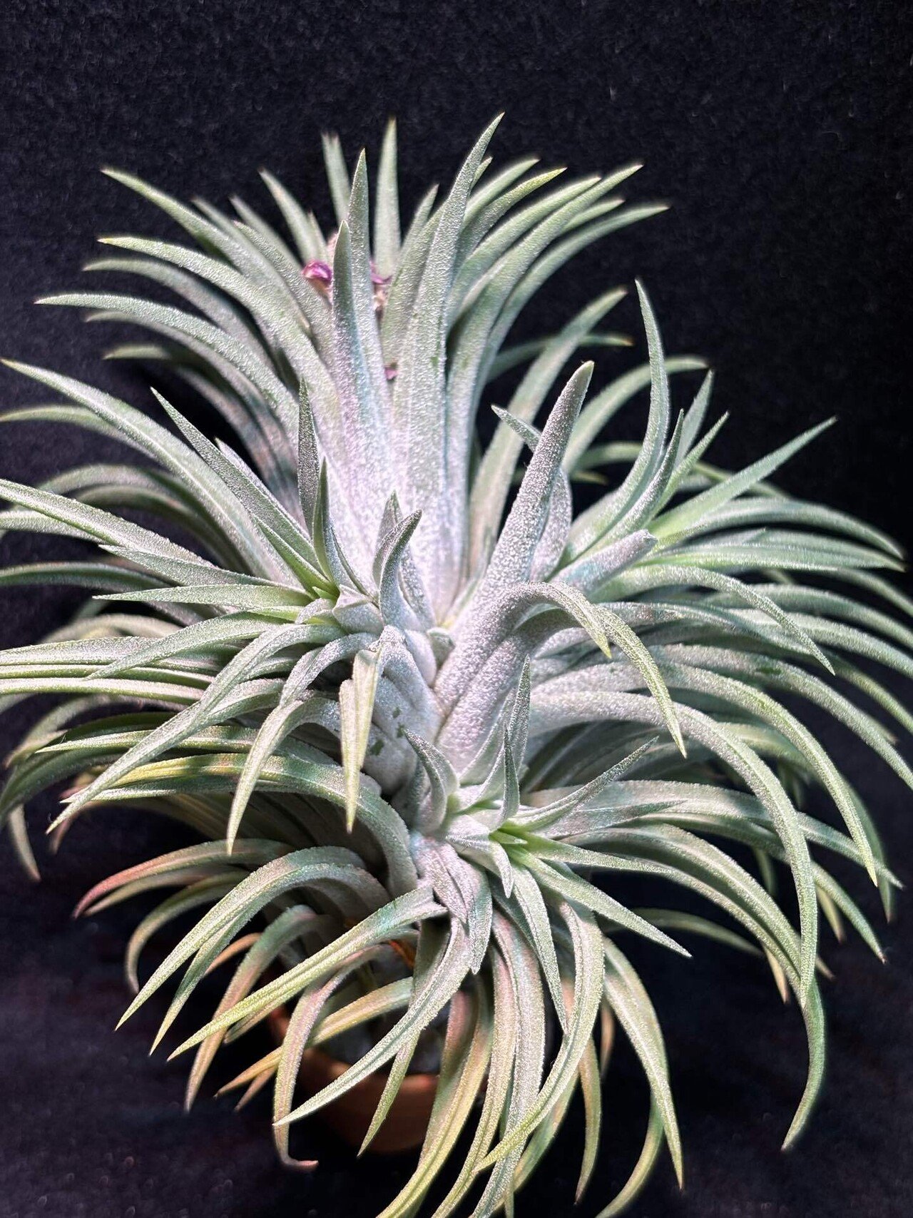 チランジア・イオナンタ・トールベルベット Tillandsia ionantha 'Tall