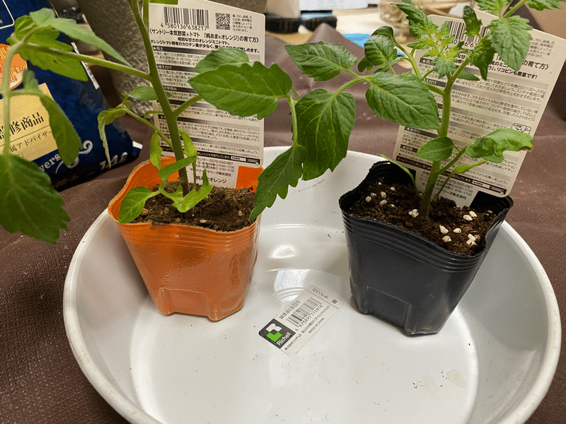 ベランダで本気で野菜つくってみる ミニトマト編 国吉純 Note