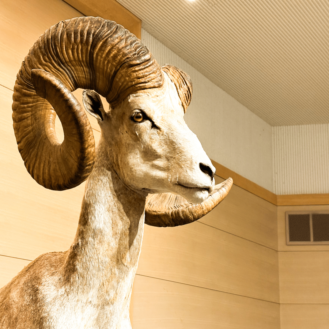 原初の羊の”目”を覗いて見えた、知的好奇心のカタマリな私｜山口 セナ