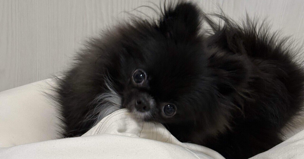 インドア犬｜くぅちゃん