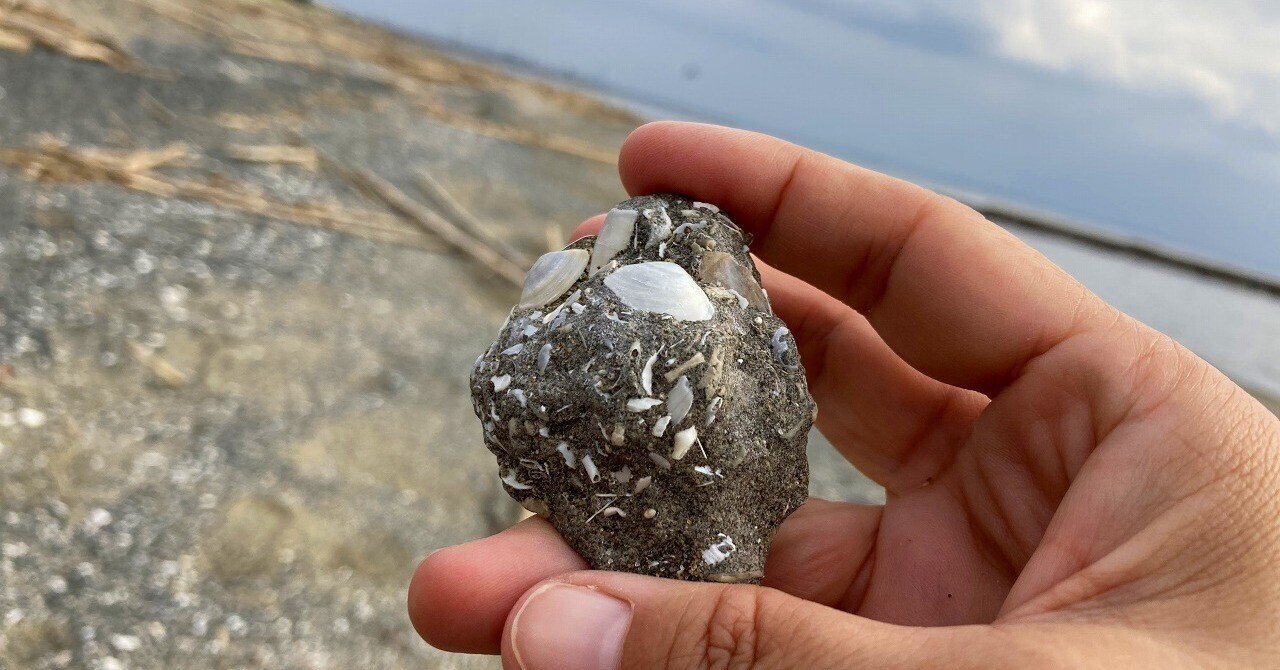 ハイガイに貝化石に陶片＆シーグラス！幕張の浜（幕張温泉前）で