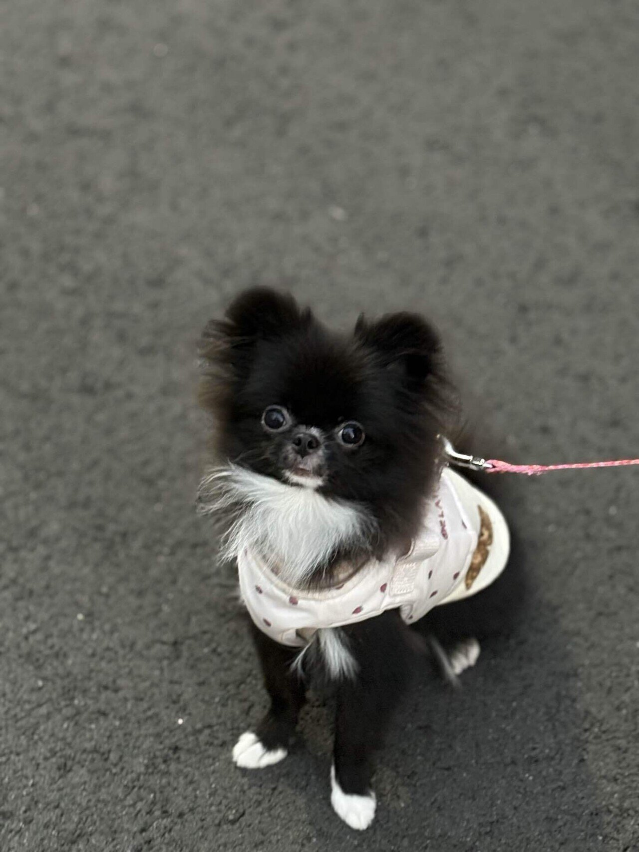 インドア犬｜くぅちゃん