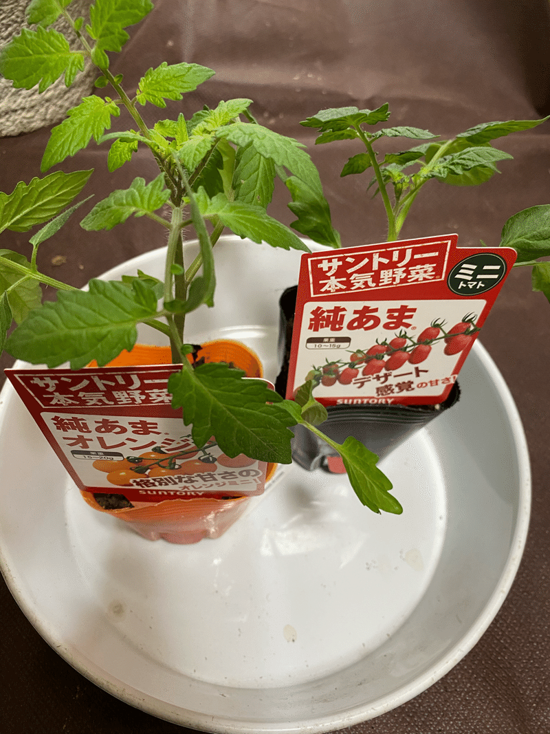 ベランダで本気で野菜つくってみる ミニトマト編 国吉純 Note ベランダで本気で野菜つくってみる ミニトマト編 国吉純 Note