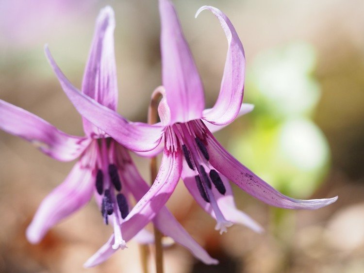 筑波山の北側斜面にカタクリの群生地があり、10数年、花の時期になると通っている。今年は桜も早かったので、きっと早くから咲いてるに違いないと気になっていたが、盛りの頃には行けなかった。やっと出かけたのは、なんと昨年と同じ日だった。