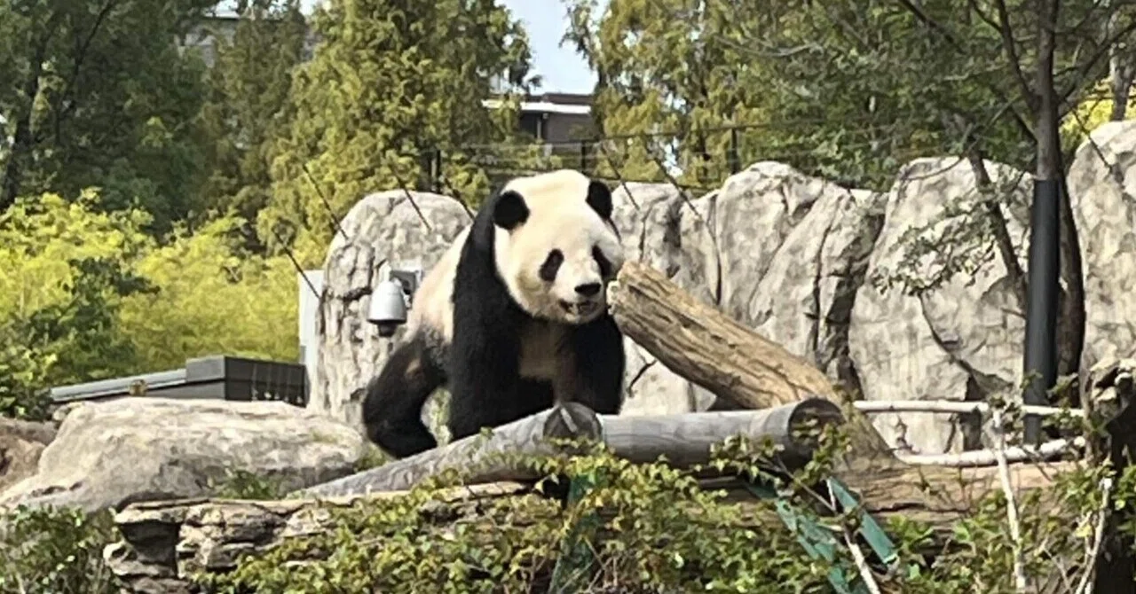 上野動物園と国立科学博物館｜子連れ攻略法｜あめこ