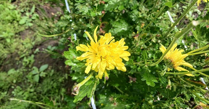 秋と冬の野菜たち