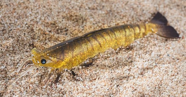 徹底解説】セイルフィンプレコはヒーローか、それとも悪役か？生態から