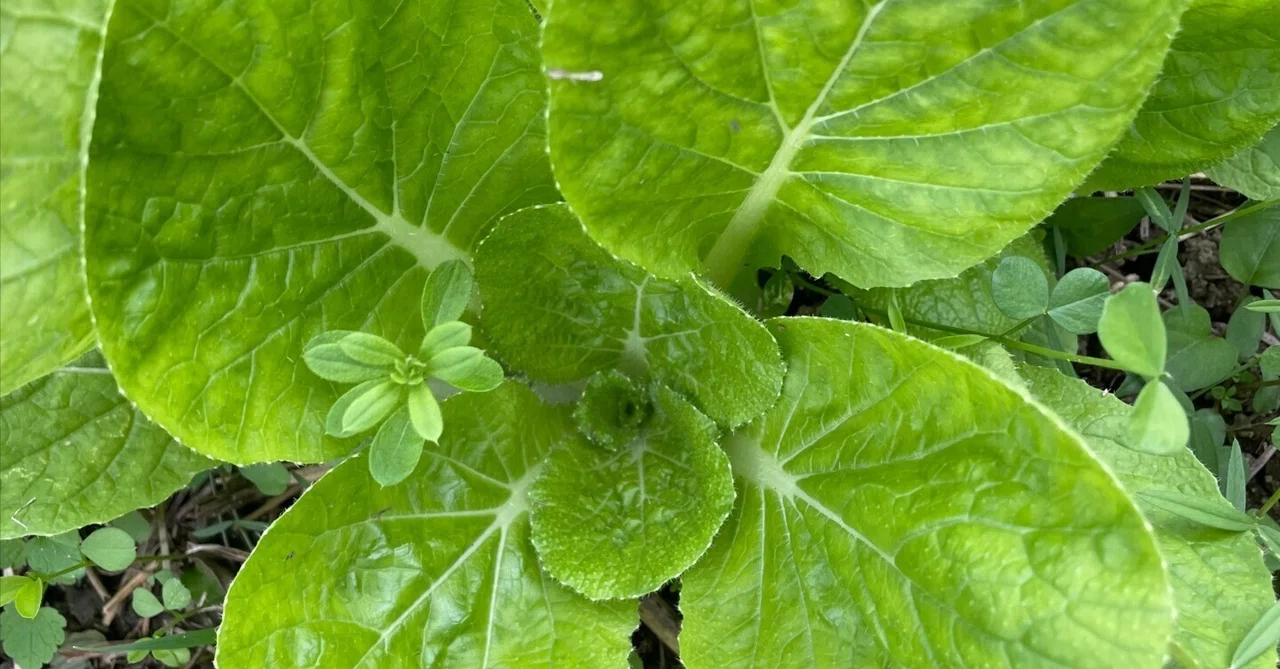 Clear in Two Weeks: The 'Soil Memory' and the Power of 'No-Till ...