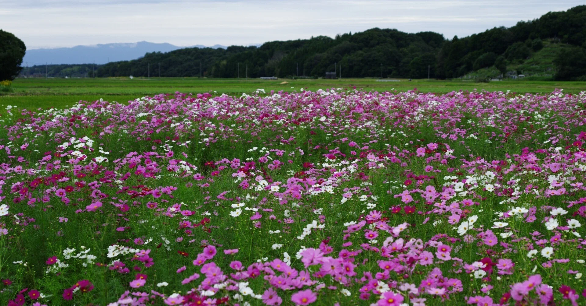 コスモス畑 ～撮影旅行よもやま話集～｜綺麗な風景写真が撮りたい